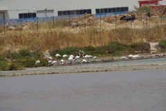 Phoenicopterus roseus