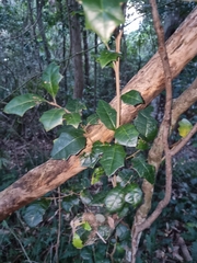 Alchornea ilicifolia