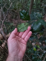 Alchornea ilicifolia