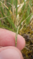 Carex leersii