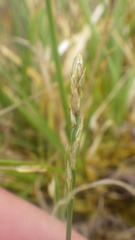 Carex leersii