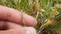 Carex leersii
