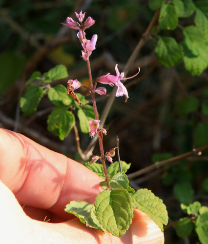Image of Ocimum labiatum by (c) Wynand Uys, some rights reserved (CC BY)