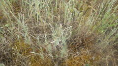 Xeranthemum cylindraceum