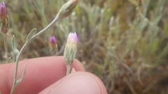 Xeranthemum cylindraceum
