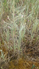 Xeranthemum cylindraceum