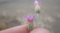 Xeranthemum cylindraceum