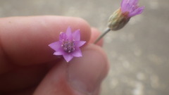 Xeranthemum cylindraceum