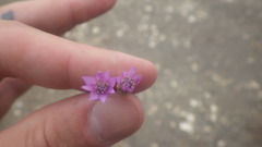Xeranthemum cylindraceum