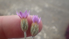 Xeranthemum cylindraceum