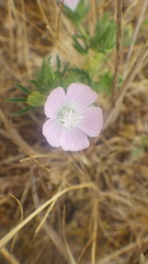 Malva setigera