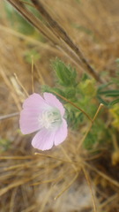 Malva setigera