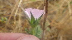 Malva setigera