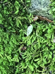 Polydrusus impressifrons