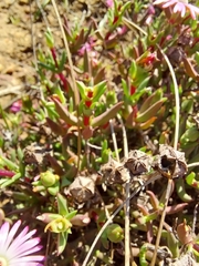 Lampranthus aduncus