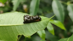 Podontia affinis
