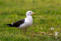 Larus fuscus