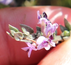 Amphithalea violacea