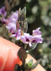 Amphithalea violacea