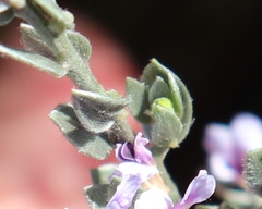 Amphithalea violacea