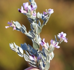 Amphithalea violacea