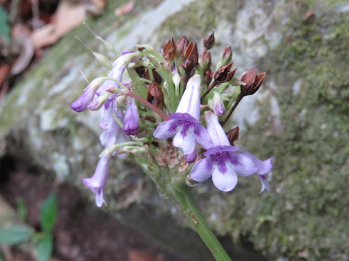 Tetranema roseum, photograph 5