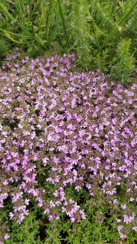 Image of Azores thyme by (c) Vítor Jorge, some rights reserved (CC BY)