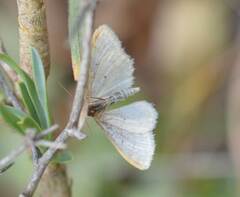Idaea humiliata