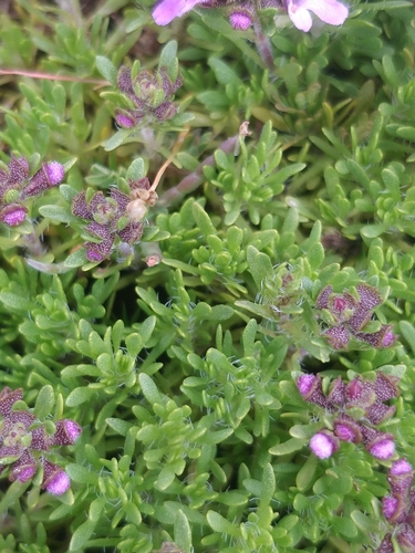 Image of Azores thyme by (c) Vítor Jorge, some rights reserved (CC BY)