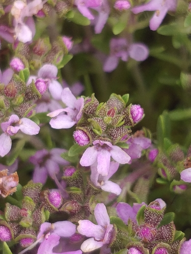 Image of Thymus caespititius by (c) Vítor Jorge, some rights reserved (CC BY)
