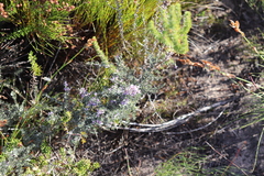 Amphithalea violacea