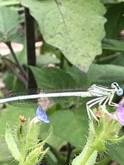 Platycnemis pennipes