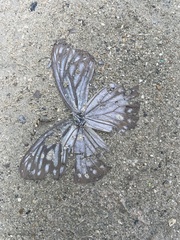 Papilio clytia