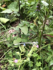 Platycnemis pennipes