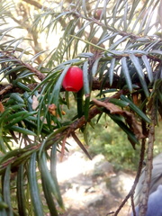 Taxus wallichiana