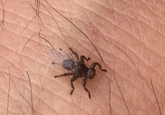 Lipoptena depressa