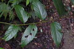 Rubus pyrifolius