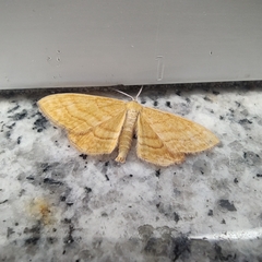 Idaea serpentata