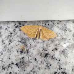 Idaea serpentata