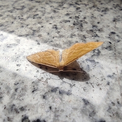 Idaea serpentata
