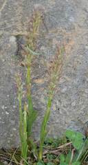 Anacamptis coriophora
