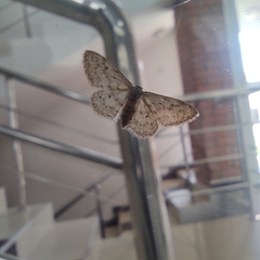 Idaea seriata