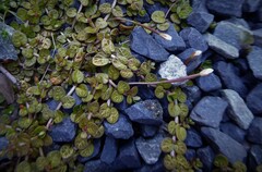Epilobium komarovianum