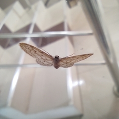 Idaea seriata