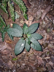 Leichhardtia racemosa
