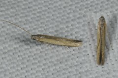 Batrachedra pinicolella