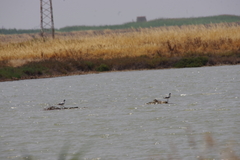 Recurvirostra avosetta