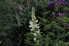 Lupinus