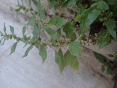 Parietaria judaica