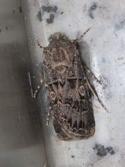 Agrotis lata